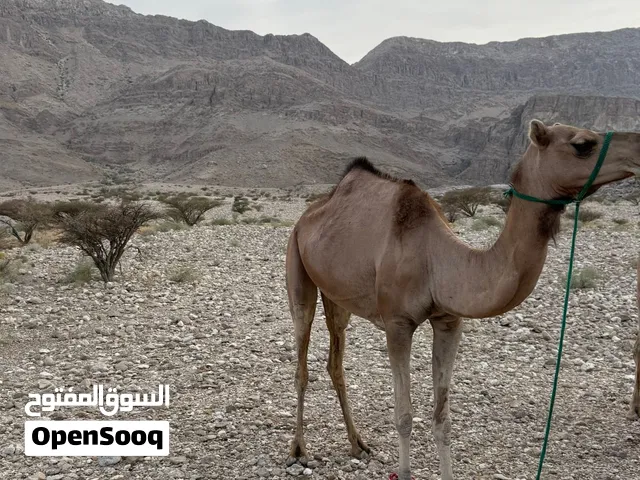 مطيه للبيع