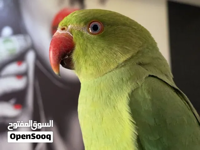 طير الدره للبيع