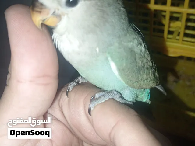 عصفورين روز للبيع الوصف مهم