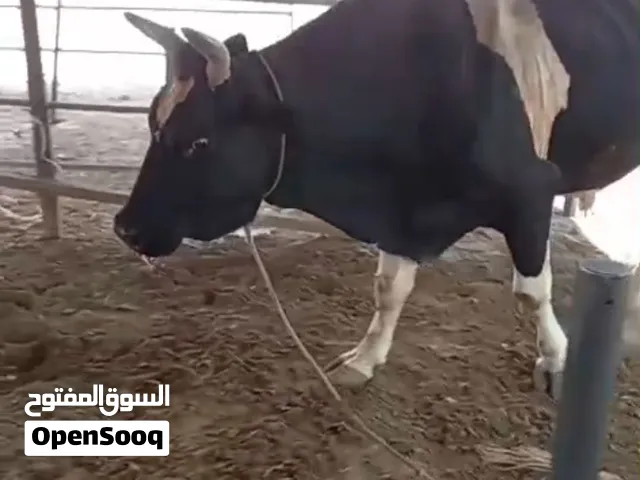 ثور مهجن باكستاني هولندي حجم ما شاءالله