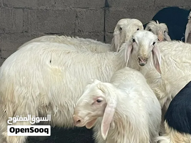 خرفان رمليات سمان العمر4شهور البيع جميله راس120 ريال العدد9