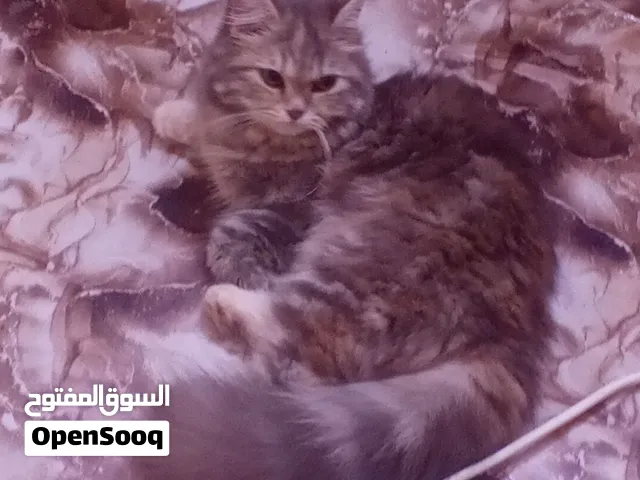 قطه انثى صغيرة للبيع