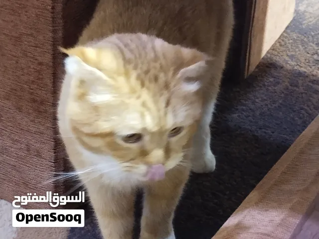 قط سكوتش للتبني