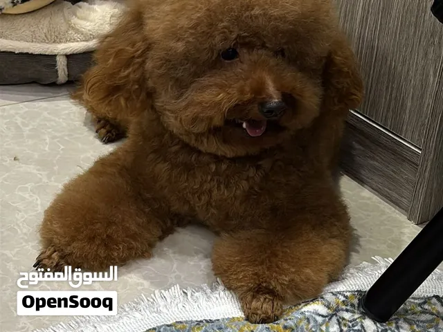 للبيع توي بودل
