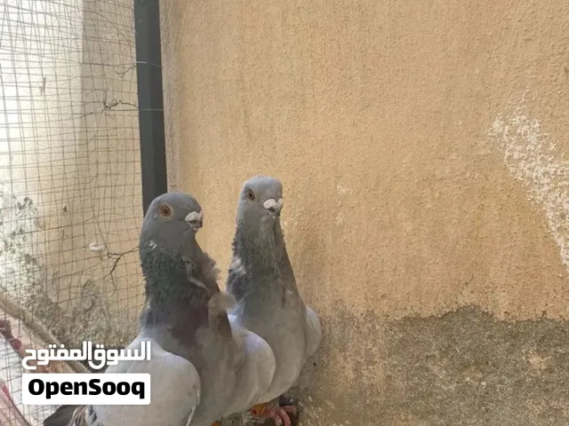 حمام13 حبة منهم جواز و منهم فراخ و منهم فحلين فلت للبيع اقراء الوصف