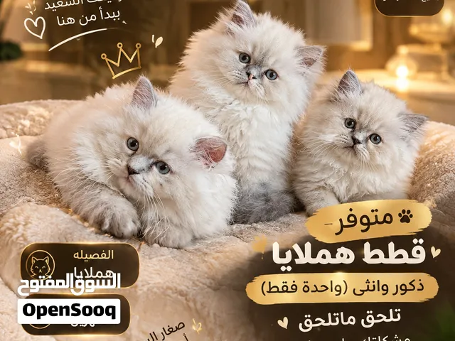 قطط هملايا شوكلت اربعه ذكور وانثى واحده فقط