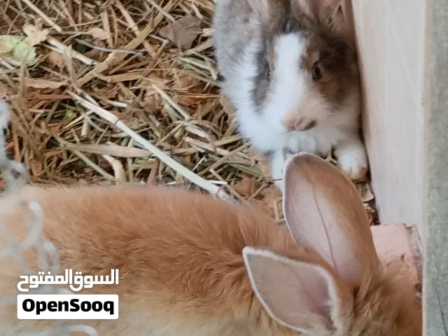 ارانب هولنديه العمر 3 اشهر ذكر وإثنين أنثى