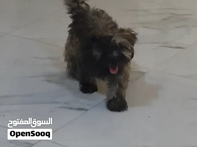 بيع كلاب هاسكي وتيرير
