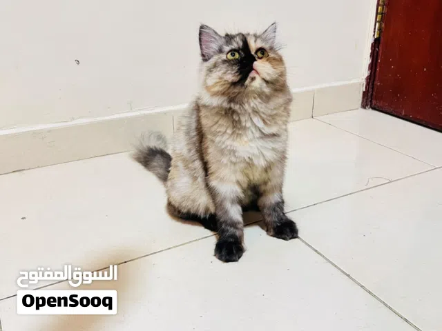Fluffy Kitten with Passport