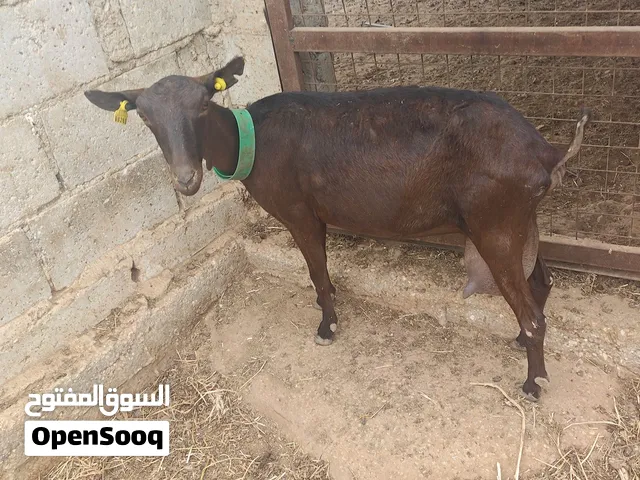 ماعز مارسيانو اسباني