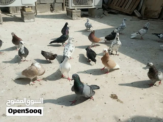 حمام للبيع