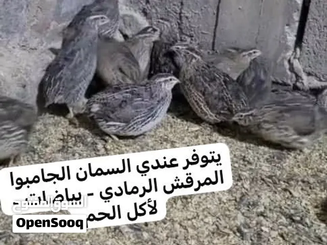 متوفر سمان بكل انواعة وبيض سمان مائدة وغير ذلك من جميع الطيور حياكم الله اهلا وسهلا ومرحبا بكم