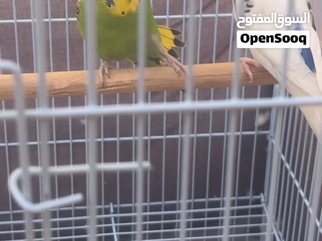 زوج بادجي ب100 درهم