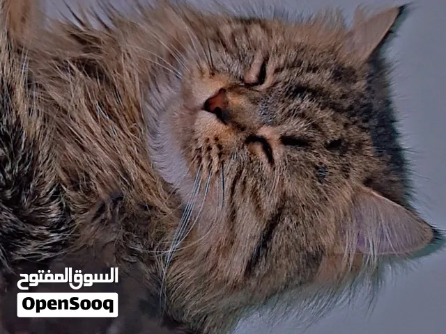 قط شيرازي سايبيري بني للبيع