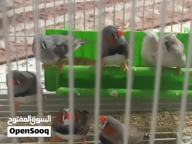 زيبرا للبيع حاجه كويسه