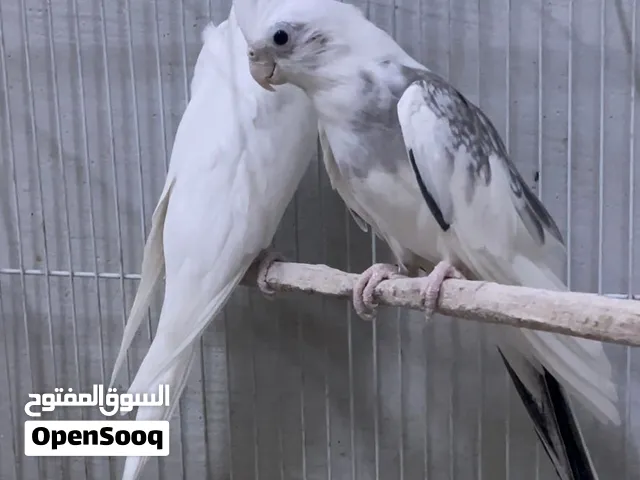 للبيع ازواج كرون