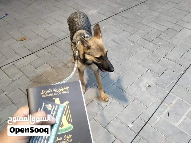 جلبة جيرمن .