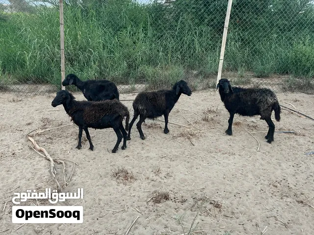 للبيع يعد مكرانيات و عمانيات بجمله و الفرد