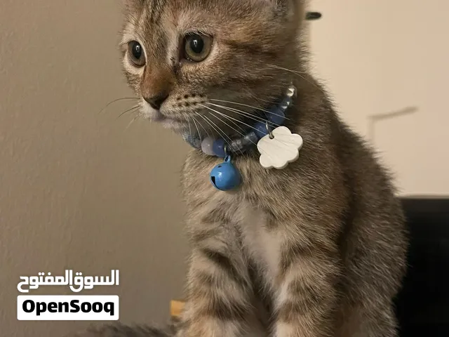 ثلث قطاو ثنين اخوان واحد بروحه العمر ست شهور ونص