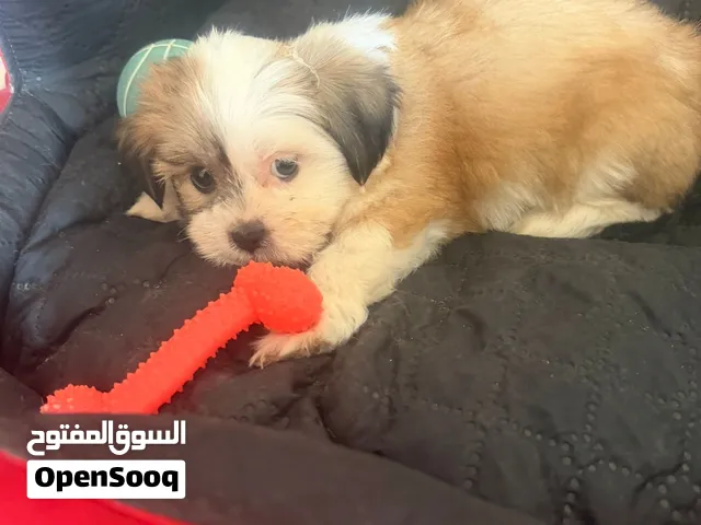 كلبة شيتزو