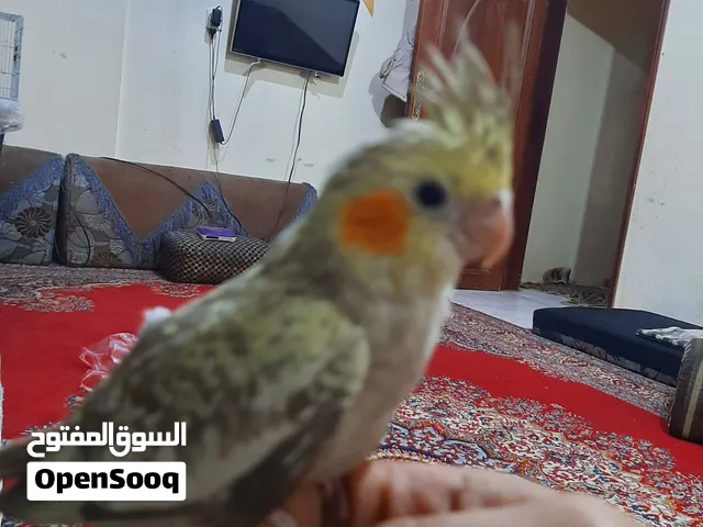 كوكتيل اليف جدا جدا. 20 الف الطير الواحد