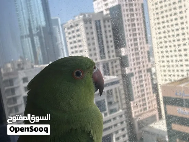Durra parrot 6month Tamed  450