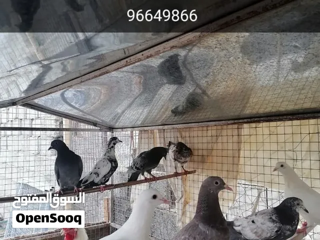 للبيع حقم ارانب