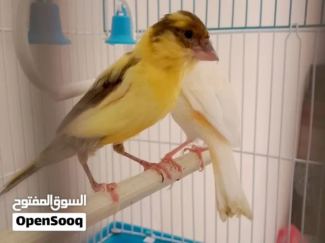 للبيع زوج كناري