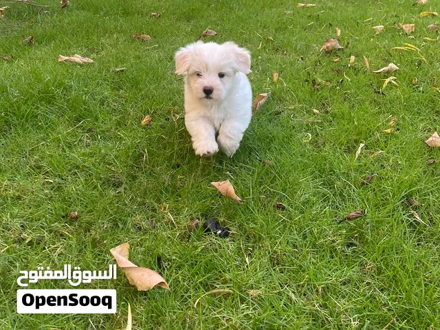 Puppy: Maltese Puppy