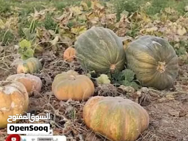 Fresh pumpkin – various varieties Ready for export Delica Hokkaido/Red Kuri