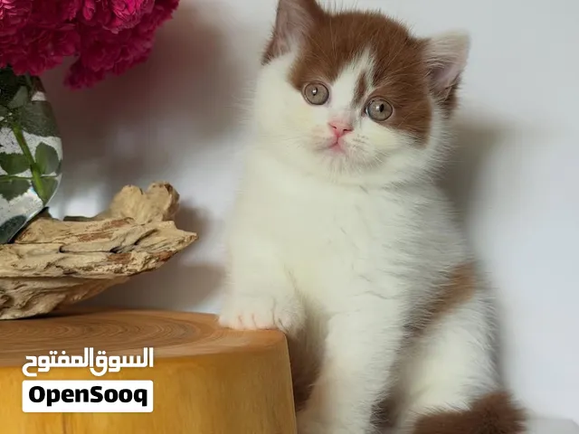 Beautiful Cream & White Kitten – Adorable, Fluffy & Sweet