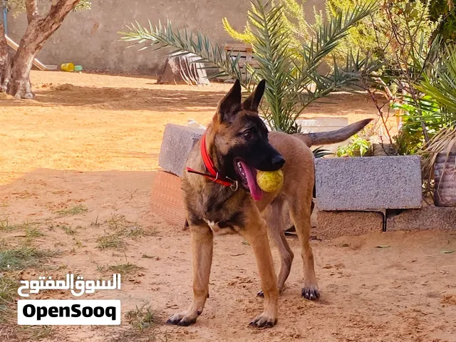 كلب مينلوا عمره 5 شهور للبيع واخد كورس تطعيمات تامه وزيد اقرا الوصف