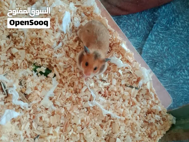 اثنين هامستر ذكر و انثى