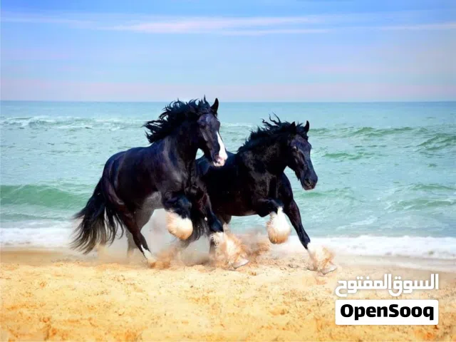 جدد حيطانك بجداريات ألمانية أصلية – لمسة راقية وسعر رائع!