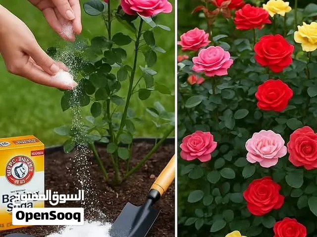شركة زيرعية