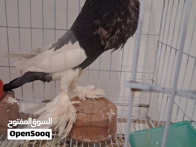 للبيع او البدل 1. فحل نفاخ مسوبع اللون ازرق حجم جامبو 2.فحل نفاخ مسوبع اللون اصفر حجم روعة