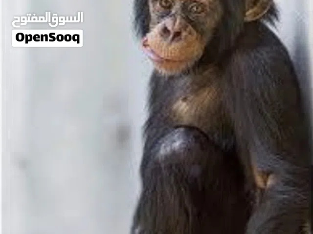 مطلوب ابغا قرد شمبانزي