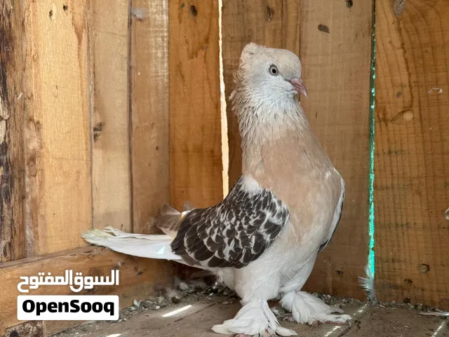 Turkish tumbler 2 female for sale