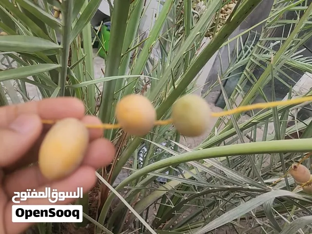 فسائل برحي كبيرة والام حامل ومضمون