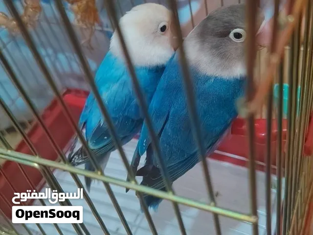 جوز ببغاء فيشر (بلو وايت فيس/كوبالت بلو دارك فاكتور) الوان صافية