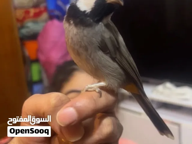 بلبل نثيه اليفه  ڪلش عليد