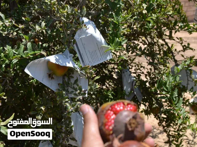 ارض زراعيه