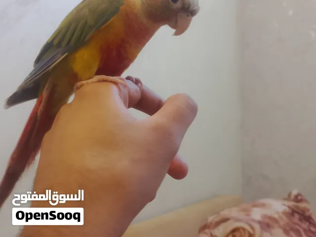 كنيور متكلم كلمتين كوكو ويسوي صوت بوسه مستعجل على بيعته عدي سفر