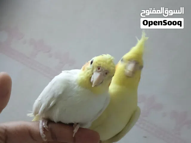 مجموعة كوكتيلات مدربة طفرات و الالوان مختلفة كل فرد و له شخصية الهادي و للاعبي و العنيد و الحنين