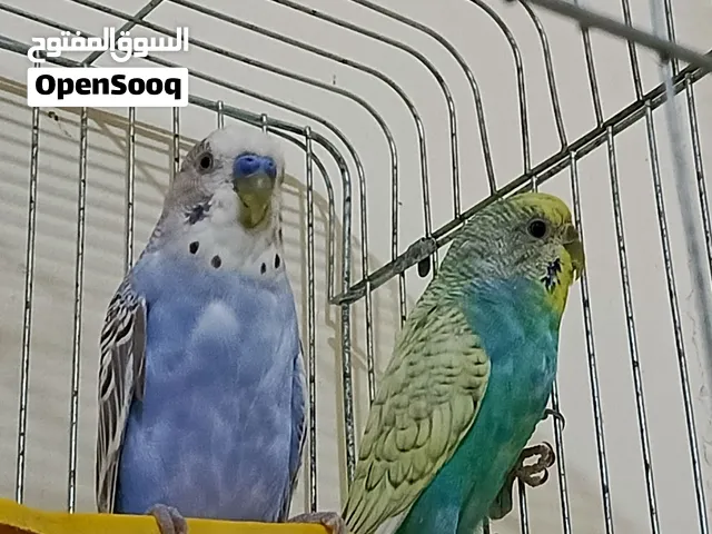 جوزين حب شغالات كفالة إنتاج