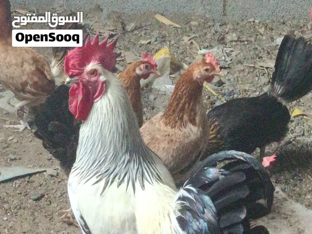 ديك فرنسي بيور