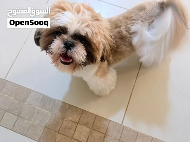كلب شيتزو يلعب ولا يصدر أصوات متعلم