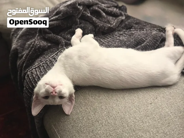 4 months White Omani cat for adoption قط عماني ابيض، عمره 4 شهور لتبني