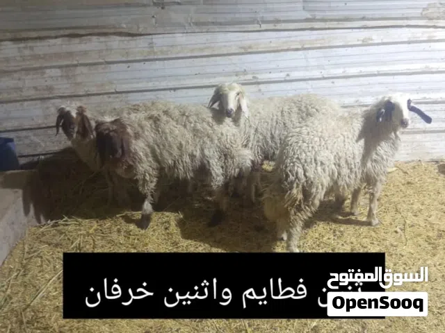 خرفان صغار وكبار حوامل للبيع راسل صاحب الحلال هذا رقمه