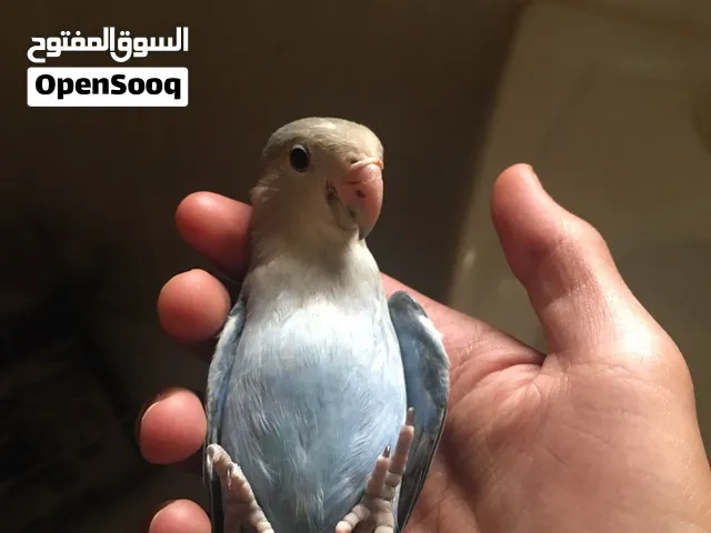 عصفور روز للبيع